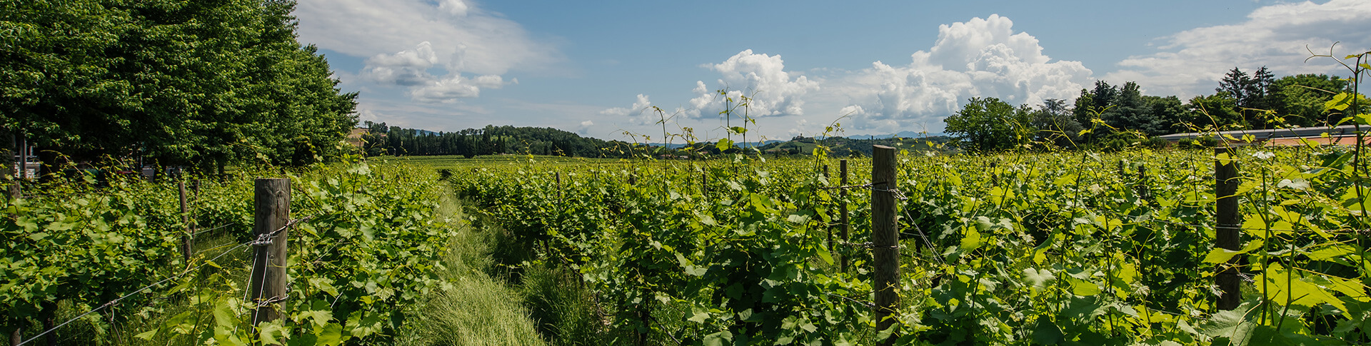 collavini-i-nostri-vigneti